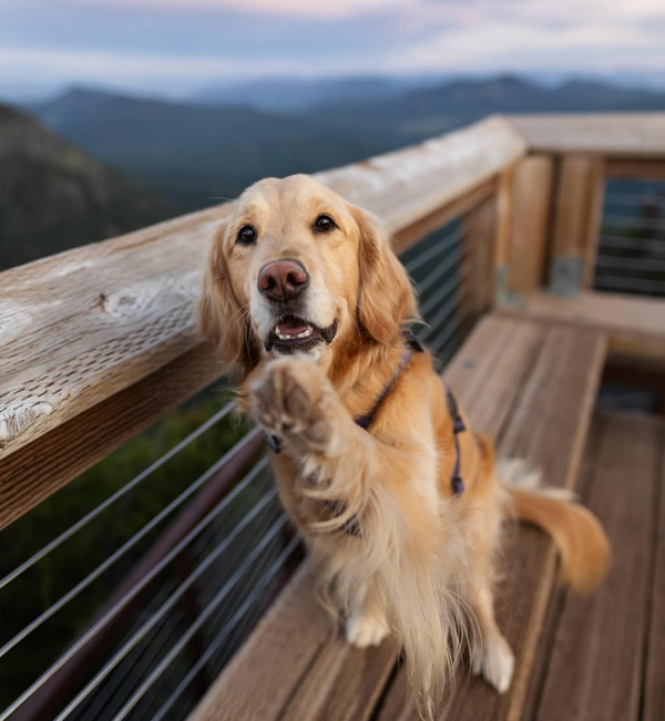 🐶❤️🐶 Why do dogs howl in their sleep? 🐶❤️🐶 