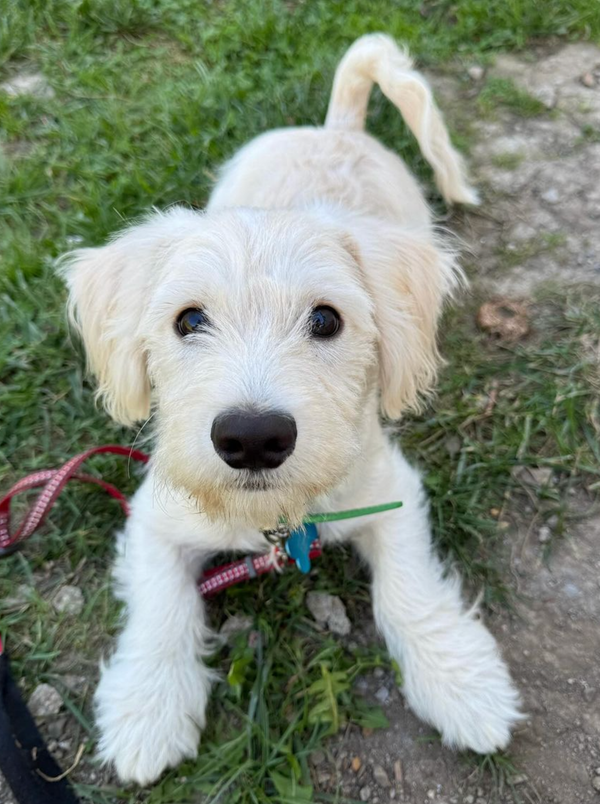 🐶❤️🐶 You have to see this beautiful pup! 🐶❤️🐶 