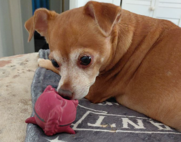 🐶❤️🐶 Why is sidewalk salt bad for dog paws? 🐶❤️🐶   