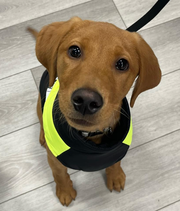 🐶❤️🐶 Remember the world's favorite crime-solving dog? 🐶❤️🐶   