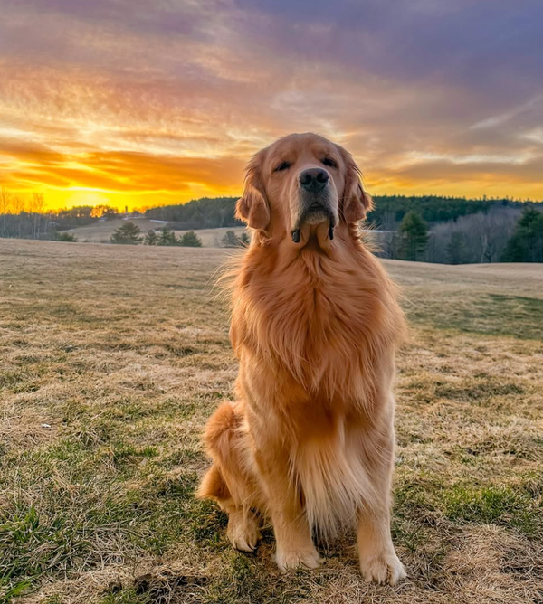 🐶❤️🐶 How do I prevent my dog from escaping the yard? 🐶❤️🐶
