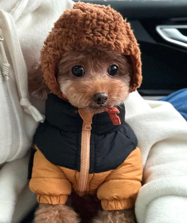 🐶❤️🐶 This sweet pup sure looks cozy! 🐶❤️🐶 