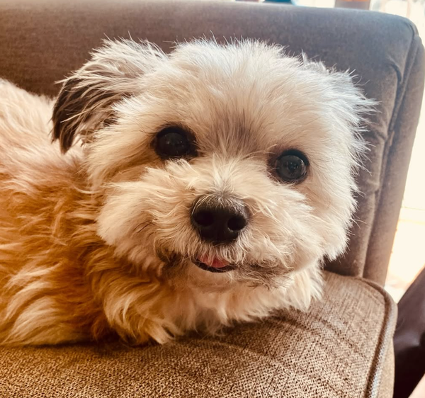 🐶❤️🐶 What are the signs of a well-adjusted dog?🐶❤️🐶  