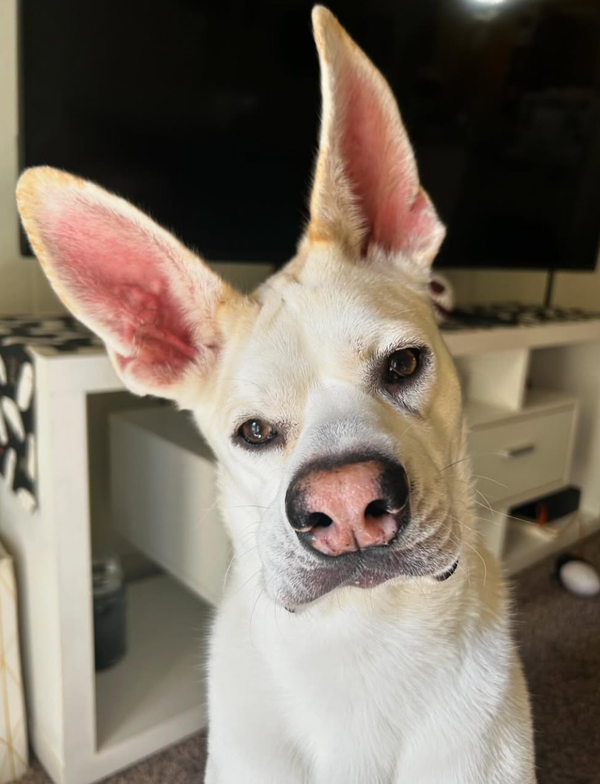 🐶❤️🐶 Understanding Dog Body Language 🐶❤️🐶