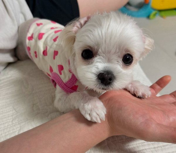 🐶❤️🐶 This puppy just wants to lend a hand 🐶❤️🐶 