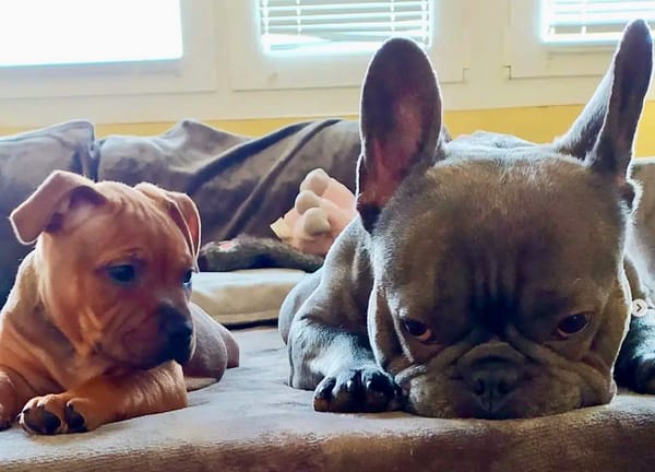 🐶❤️🐶 These pups aren't sure they're ready for a new year : ) 🐶❤️🐶 