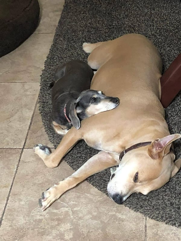 🐶❤️🐶 What smells do dogs hate the most? 🐶❤️🐶