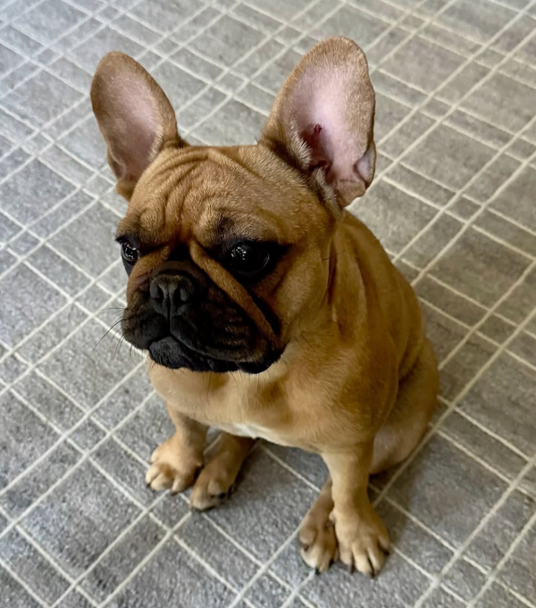 🐶❤️🐶 Myth Busting: Are All Dogs Natural Born Swimmers? 🐶❤️🐶 