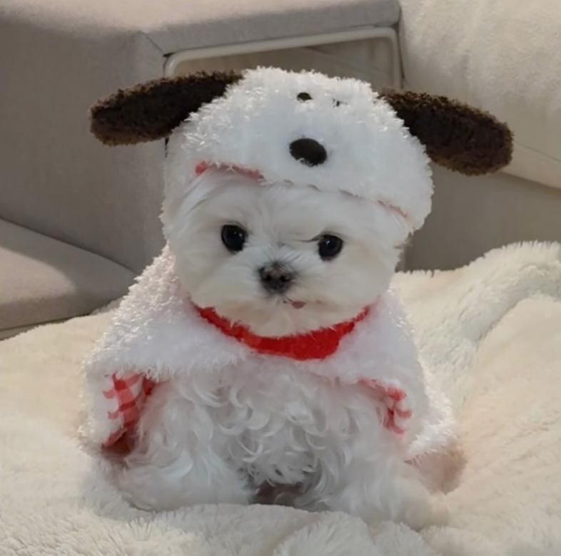 🐶❤️🐶 What is the proper way to clean my dog's paws? 🐶❤️🐶 