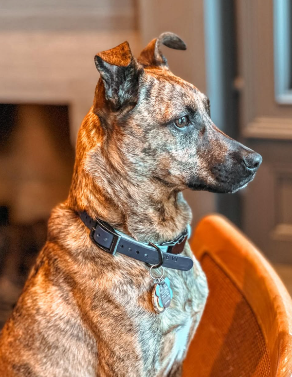 🐶❤️🐶 Are dogs more closely related to wolves or coyotes? 🐶❤️🐶