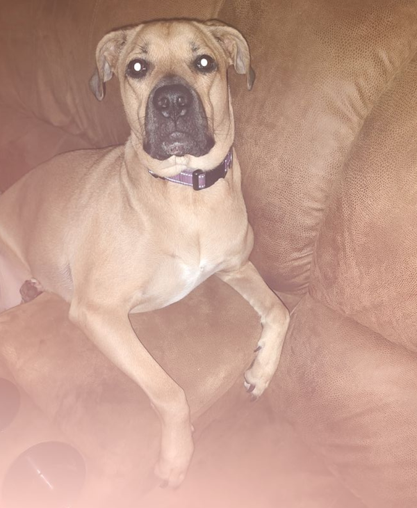 🐶❤️🐶 Why do dogs growl when you kiss them? 🐶❤️🐶