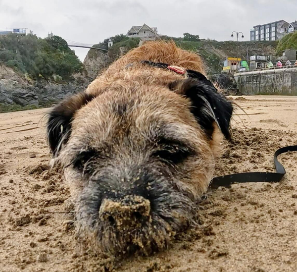 🐶❤️🐶 Why does my dog dig in the yard? 🐶❤️🐶