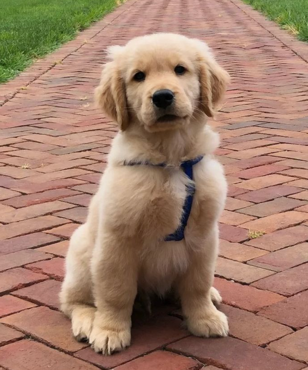🐶❤️🐶 This pup has clearly been a very good boy! 🐶❤️🐶  
