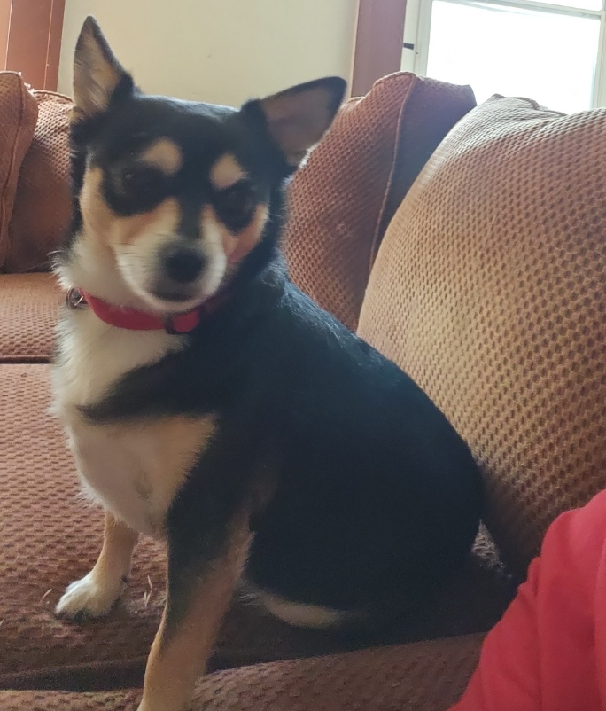 🐶❤️🐶 Why do dogs sit on other dogs? 🐶❤️🐶