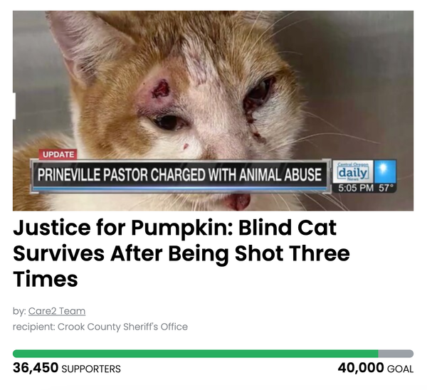 Animal Actions - Justice for Pumpkin the Blind Cat!