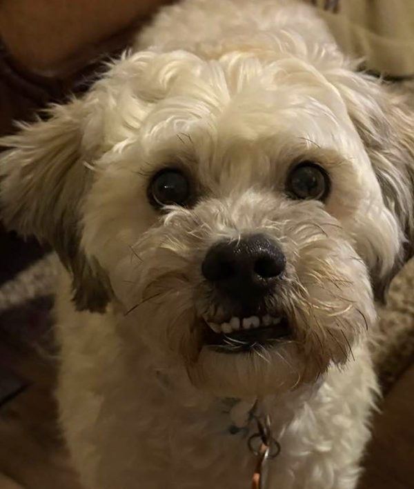 🐶❤️🐶 Why do dogs shake their entire body when they get up? 🐶❤️🐶